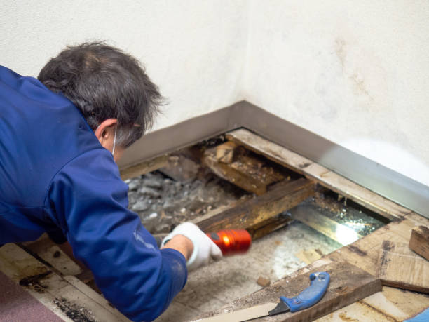 Best Emergency Mold Removal  in Elburn, IL