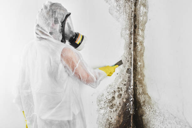 Best Mold Inspection  in Elburn, IL