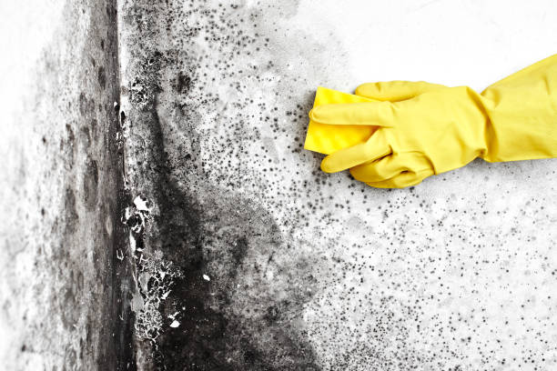 Best Attic Mold Removal  in Elburn, IL