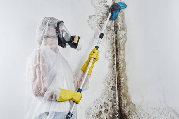 Best Home Mold Removal  in Elburn, IL