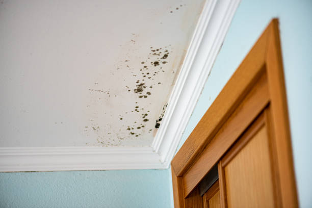 Best Mold Removal Process  in Elburn, IL