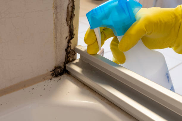 Best Mold Damage Repair  in Elburn, IL