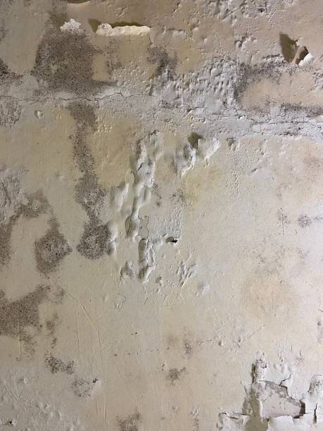Mold Removal Process in Elburn, IL